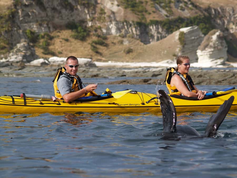 Kaikoura: Half-Day Wildlife Kayaking Tour - Wildlife on the Kaikoura coast: what you can realistically expect