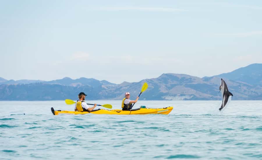 Kaikoura: Half-Day Wildlife Kayaking Tour - The ocean part: rollers, wind, and how to stay comfortable