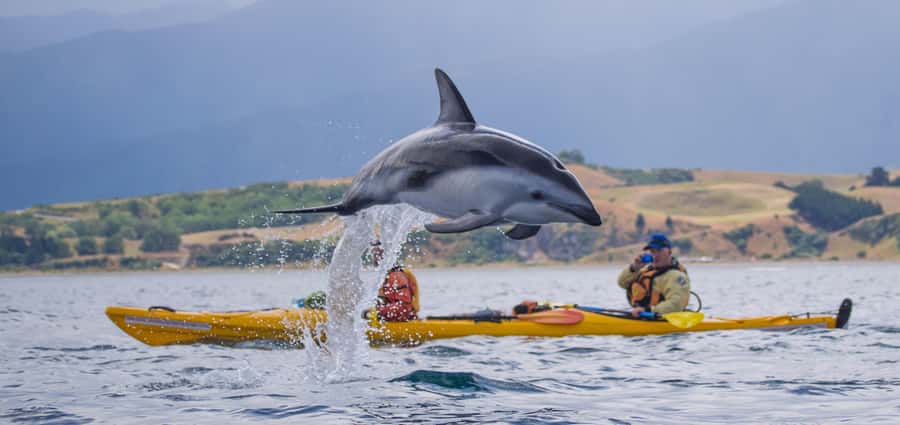 Kaikoura: Half-Day Wildlife Kayaking Tour - Meeting in Kaikoura and getting your kayak ready