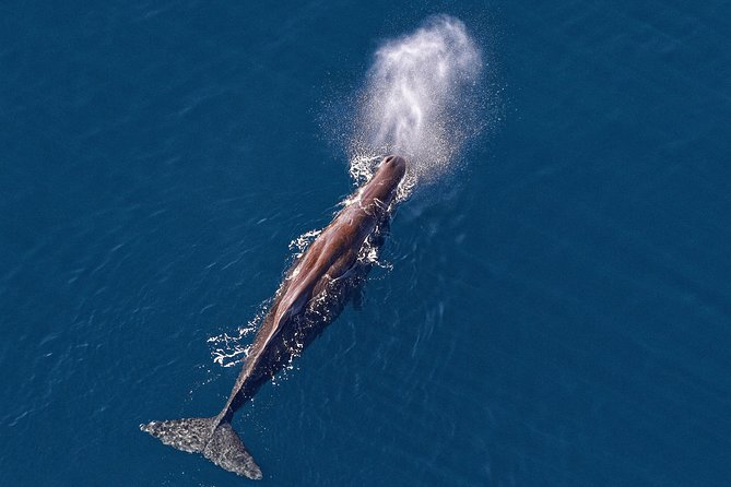 Kaikoura Helicopters Classic Whale Watch - Key things to know before you book