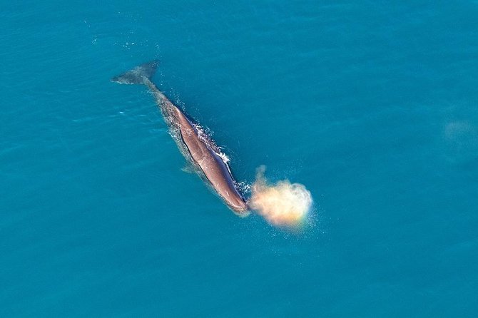 Kaikoura Helicopters Classic Whale Watch - Who should book this, and who might prefer something else