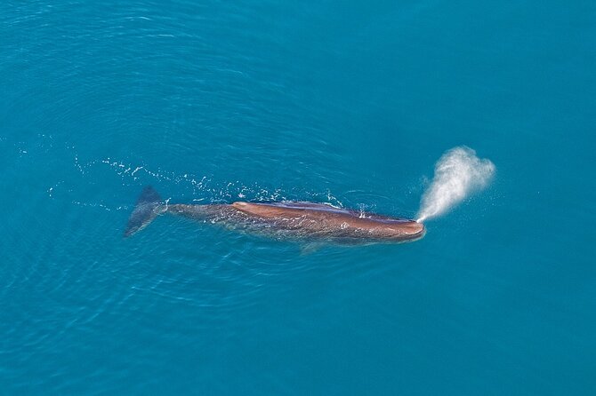 Kaikoura Helicopters Extended Whale Watch - The helicopter advantage in whale timing, not just views