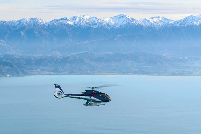Kaikoura Helicopters Extended Whale Watch - Wildlife odds: sperm whales, dolphins, and possible baleen
