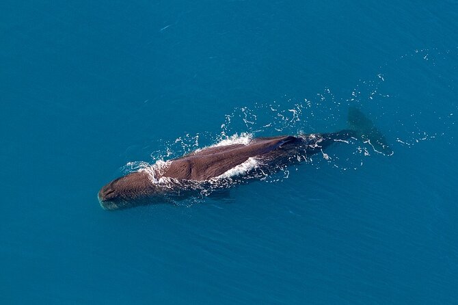 Kaikoura Helicopters Top n Tail Whale Watch flight - What the headset and small-group setup actually changes