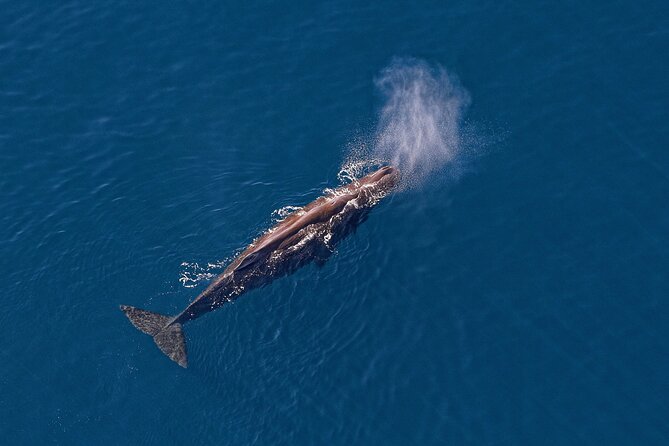 Kaikoura Helicopters Top n Tail Whale Watch flight - Price and value: is $415.78 per person worth it?