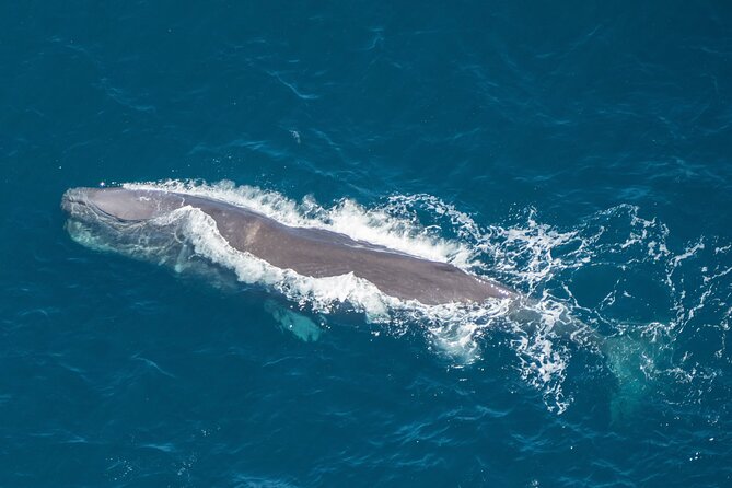 Kaikoura Helicopters Top n Tail Whale Watch flight - Whale watching over Hikurangi Marine Reserve, with multiple species on the radar