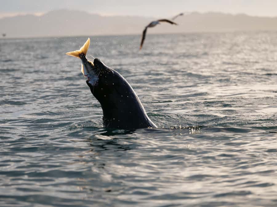 Kaikōura: Kayak Sunset Tour with Seal Sightings - Why Kaikōura Sunset Feels Different From the Water