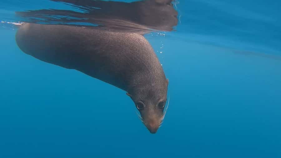 Kaikōura: Kayak Sunset Tour with Seal Sightings - Two Hours on the Peninsula: Seals, Penguins, and Native Seabirds