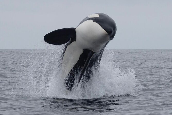 Kaikoura Private Whale Watching Day Trip from Christchurch - Key highlights worth knowing before you go