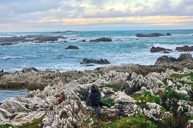 Kaikoura Private Whale Watching Day Trip from Christchurch - Timing, comfort, and how the 9 hours fit together