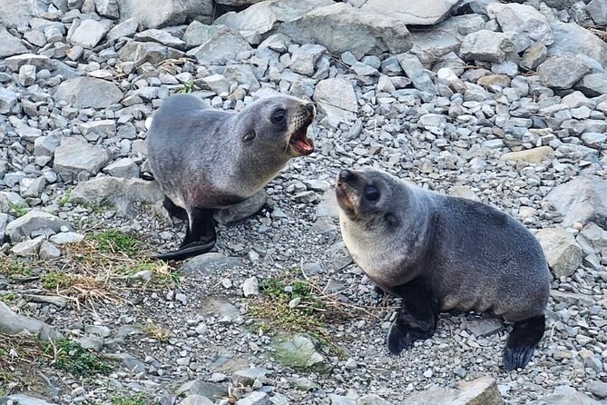 Kaikoura Private Whale Watching Day Trip from Christchurch - Price and value: $186.17 plus an optional NZ$175 cruise