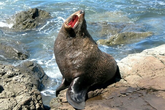 Kaikoura Private Whale Watching Day Trip from Christchurch - Who this Kaikoura private day trip is best for