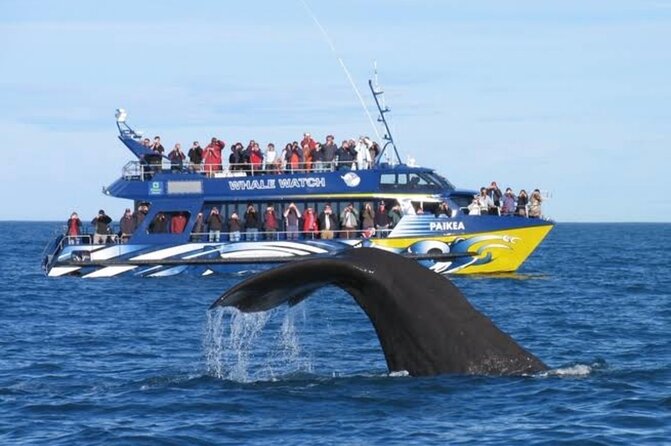 Kaikoura Private Whale Watching Day Trip from Christchurch - What the private guide changes about a whale day
