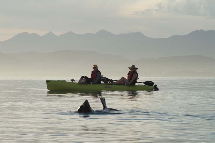 Kaikoura: Seal-Watching Pedal Kayak Tour - Quick highlights you can bank on