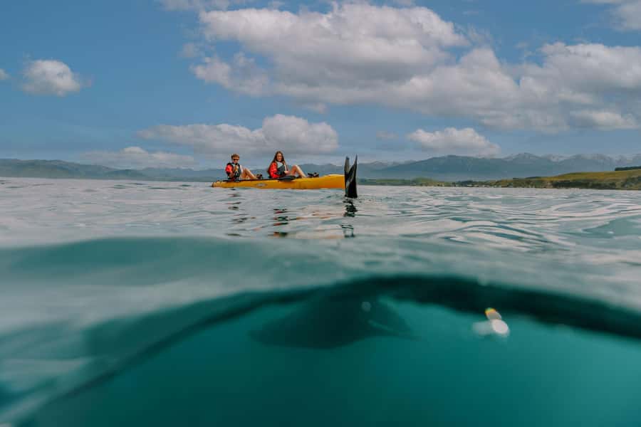 Kaikoura: Seal-Watching Pedal Kayak Tour - Why pedal kayaks change the seal-watching game in Kaikoura