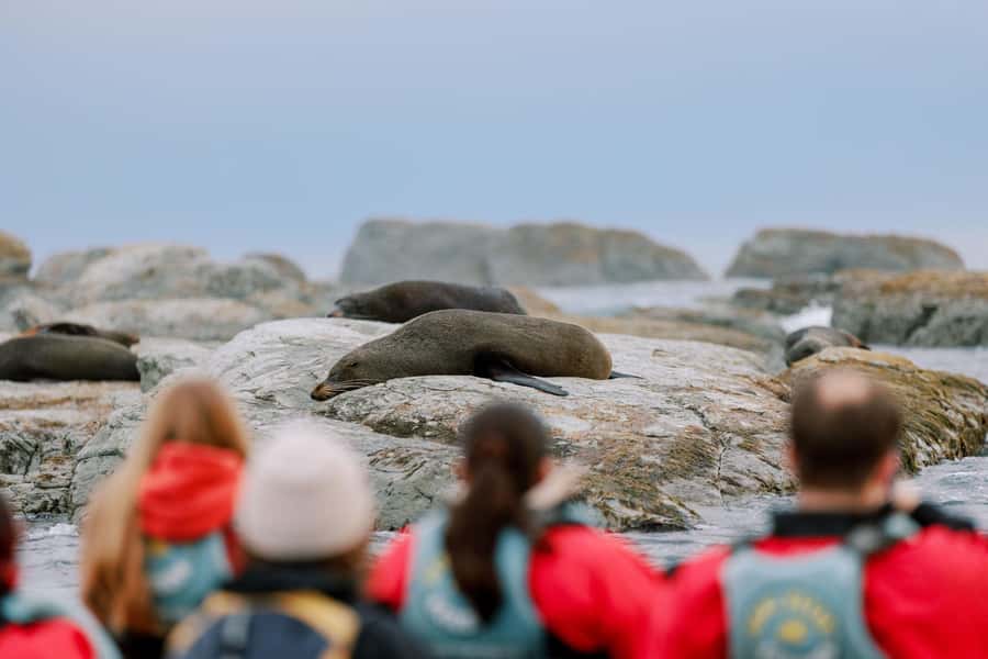 Kaikoura: Seal-Watching Pedal Kayak Tour - Learning the Hobie pedal kayaks without turning it into a chore