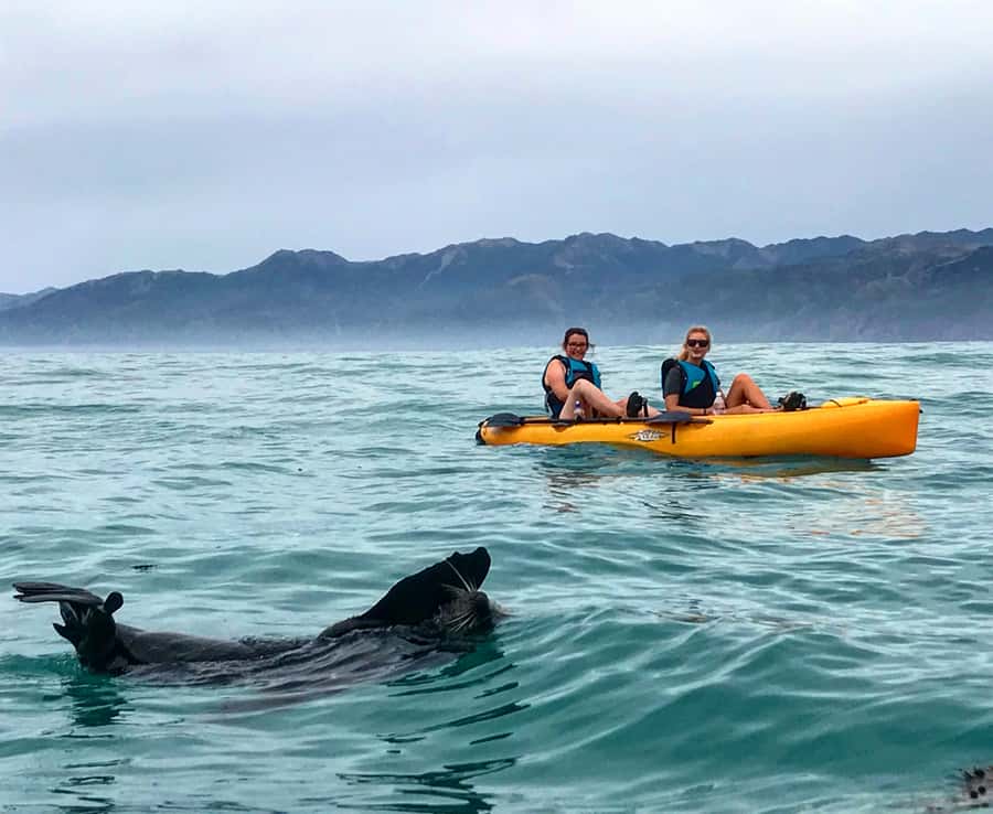 Kaikoura: Seal-Watching Pedal Kayak Tour - Two hours around the Kaikoura Peninsula, chasing seals and the bigger birds