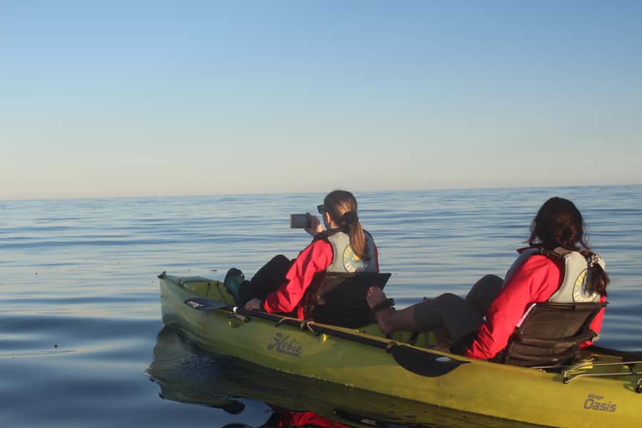 Kaikoura: Seal-Watching Pedal Kayak Tour - Cost and value: what $83 really buys you