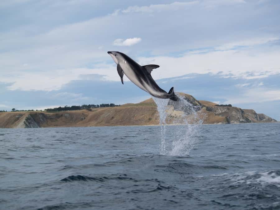 Kaikoura: Sunset Evening Kayaking Tour - FAQ