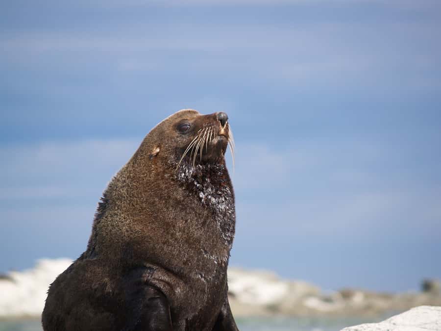 Kaikoura: Sunset Evening Kayaking Tour - Wildlife spotting beyond fur seals: dolphins, penguins, and birds