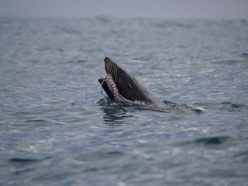 Kaikoura: Sunset Evening Kayaking Tour - Paddling past Maori and early whaling routes