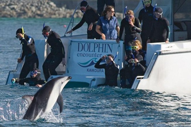 Kaikoura Swim with Dolphins Tour from Christchurch - Key highlights worth waking up early for
