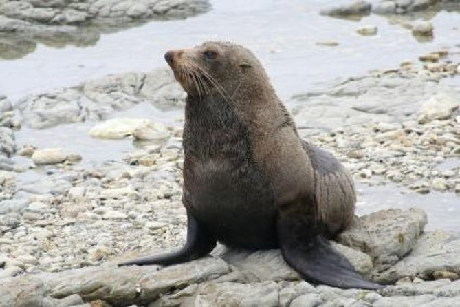 Kaikoura Swim with Dolphins Tour from Christchurch - Fur seal colony stop: the bonus wildlife that saves the day
