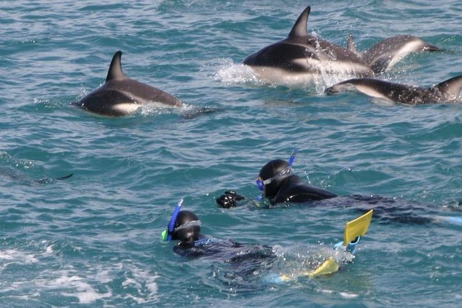 Kaikoura Swim with Dolphins Tour from Christchurch - Price and value: what you’re really paying for at $254.44