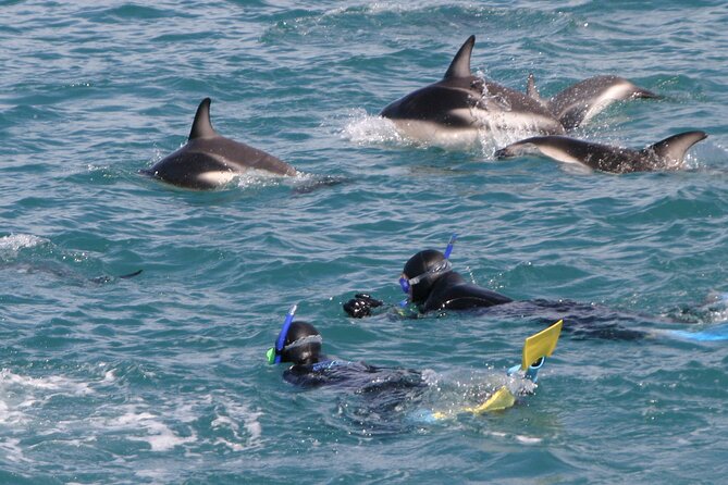 Kaikoura Whale and Dolphin Overnight Tour from Christchurch - Key Things I’d Circle Before Booking