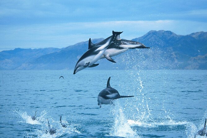 Kaikoura Whale and Dolphin Overnight Tour from Christchurch - Why an Overnight in Kaikoura Beats a Same-Day Rush