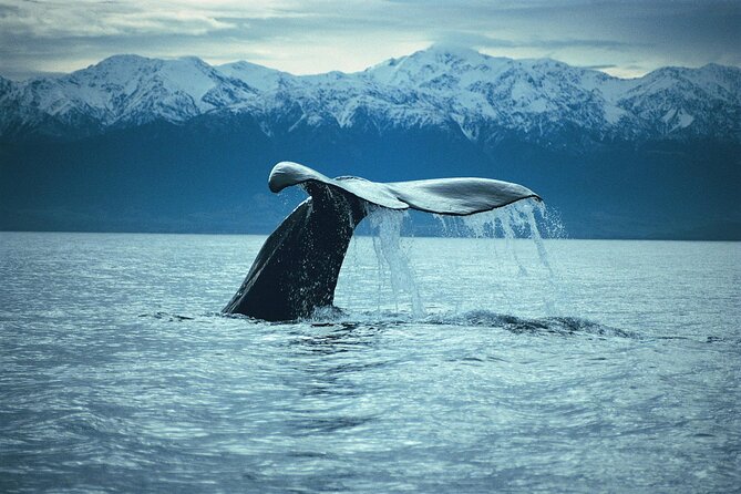 Kaikoura Whale and Dolphin Overnight Tour from Christchurch - Fur Seal Colony Viewing and the Dolphin Swim Rules You Need to Know