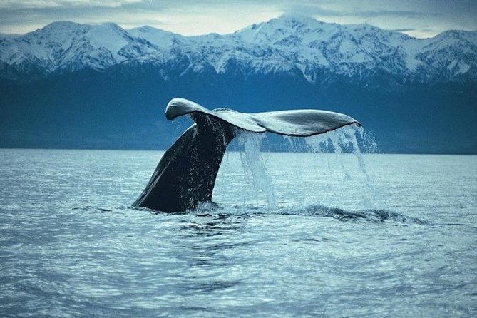 Kaikoura Whale Watch Day Tour from Christchurch - Why Kaikoura’s waters pull whales in (Hikurangi Trench, in plain terms)
