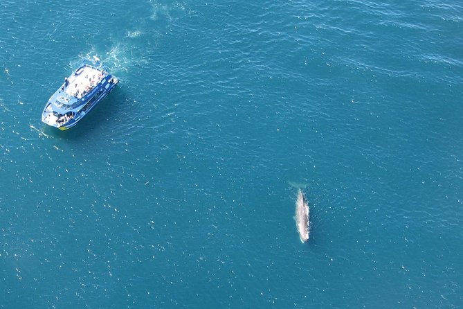 Kaikoura Whale Watch Day Tour from Christchurch - When the ocean changes the plan: dolphins, planes, and weather calls