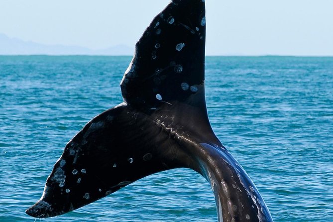 Kaikoura Whale Watch Day Tour from Christchurch - Kaikoura downtime and Why Not Cafe lunch stop