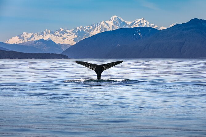 Kaikoura Whale Watch Tour from Christchurch - Small Group - Key highlights to know before you go