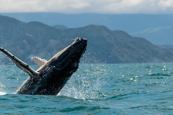 Kaikoura Whale Watch Tour from Christchurch - Small Group - Hydrophones and naturalists: how spotting improves
