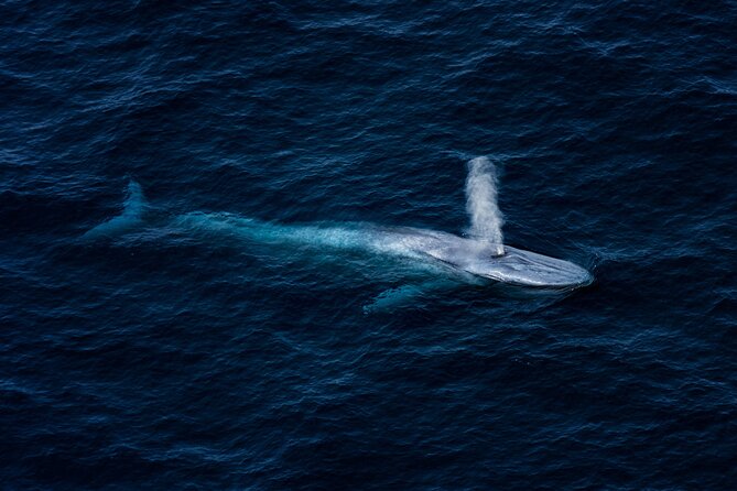 Kaikōura Whale Watching - 1hr 20min Ultimate Adventure - Whale Sanctuary and Hikurangi Marine Reserve: what you’re watching for