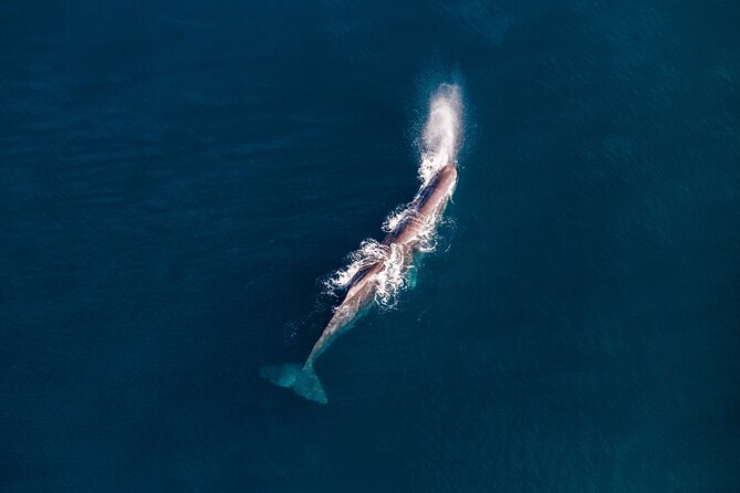 Kaikōura Whale Watching - 1hr 20min Ultimate Adventure - What small details do for a big difference: headphones, life jacket, and comfort
