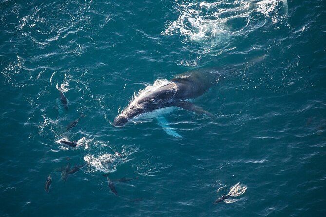 Kaikoura Whale Watching - 45 Minute Ocean Safari - The 45-minute ocean safari: flying the water like a moving lookout