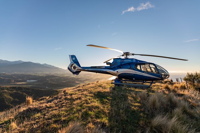 Kaikoura Whale Watching - 45 Minute Ocean Safari - What whales and marine life you might spot, depending on the season