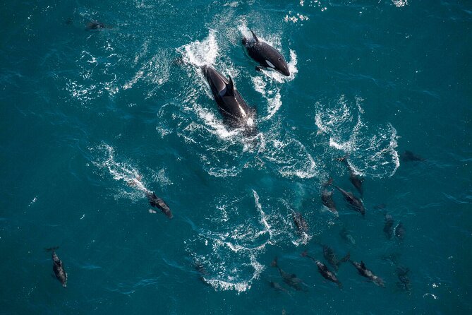 Kaikoura Whale Watching - 45 Minute Ocean Safari - Small group size and timing: what 1 hour 15 minutes feels like