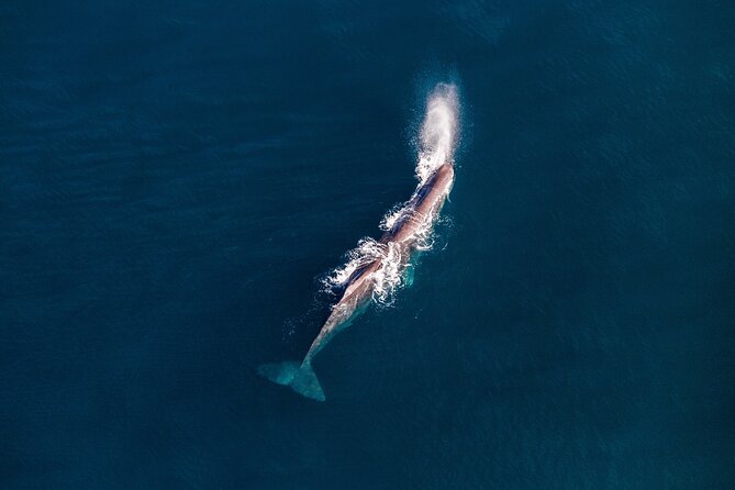 Kaikoura Whale Watching - 45 Minute Ocean Safari - Weather realities: why “good weather” is part of the deal