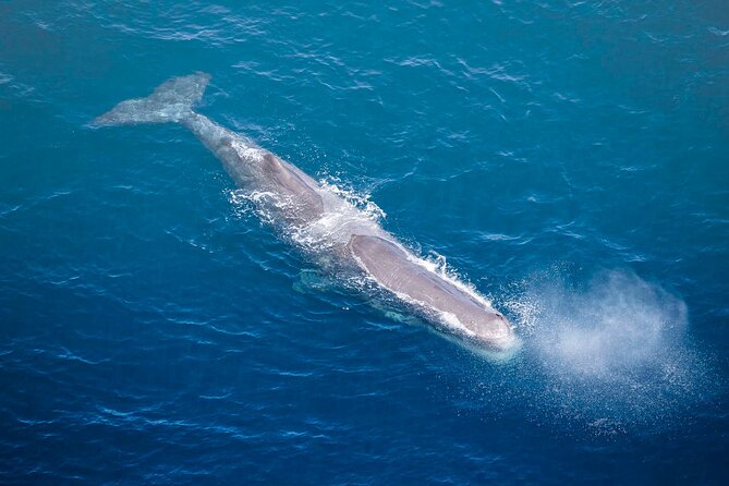 Kaikoura Whale Watching - 45 Minute Ocean Safari - Gear, headsets, and a pilot who actually guides the flight
