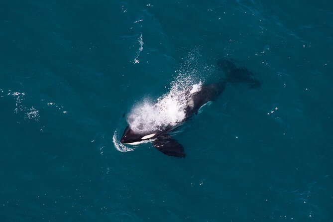 Kaikōura Whale Watching and Scenic Landing - 1hr Premier Tour - Why Kaikōura Canyon is a smart place to look for whales