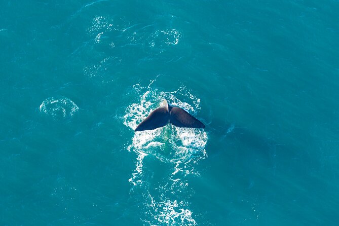Kaikōura Whale Watching and Scenic Landing - 1hr Premier Tour - Marine life spotting: what you can hope to see from the air