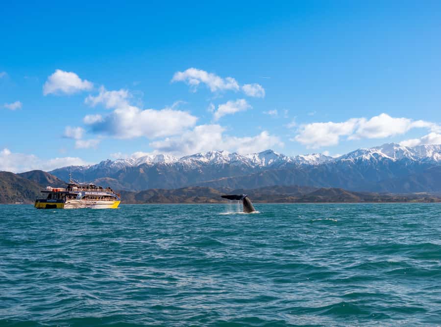 Kaikoura: Whale Watching Cruise - Key highlights you should not miss