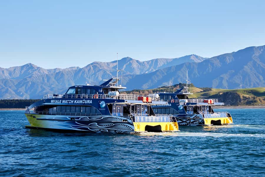 Kaikoura: Whale Watching Cruise - Wildlife bonuses that keep the cruise exciting between whale sightings