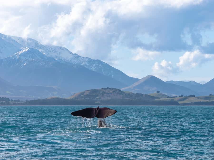 Kaikoura: Whale Watching Cruise - Narration, animation, and the human side of the ocean