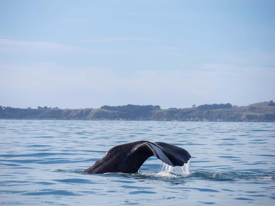 Kaikoura: Whale Watching Cruise - Price and value: is $104 per person worth it?