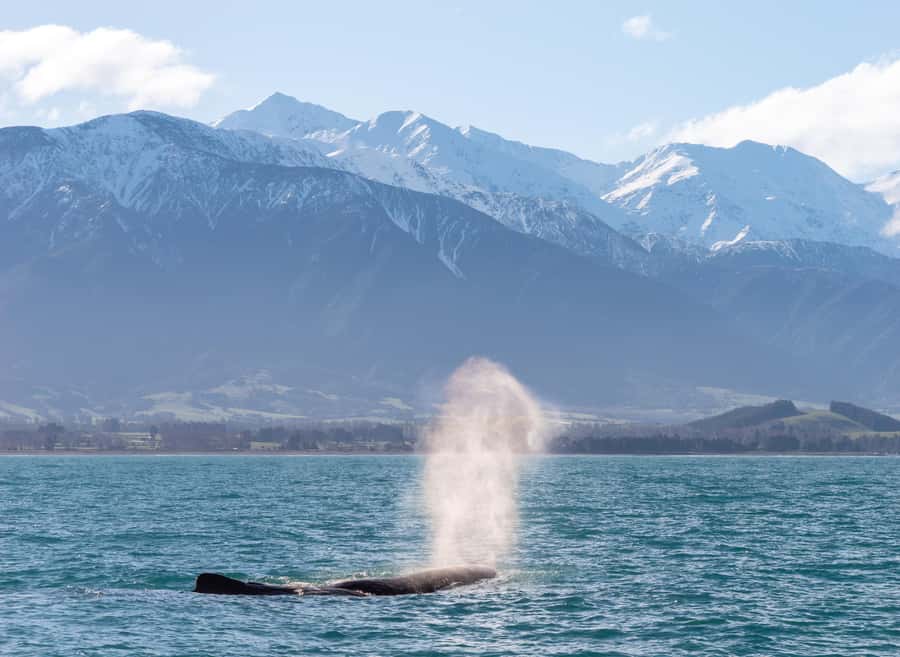 Kaikoura: Whale Watching Cruise - When to book, and how to improve your odds